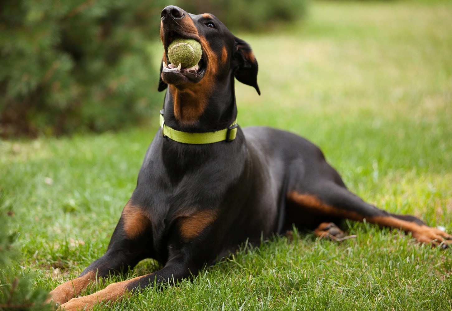 Volunteer State Doberman