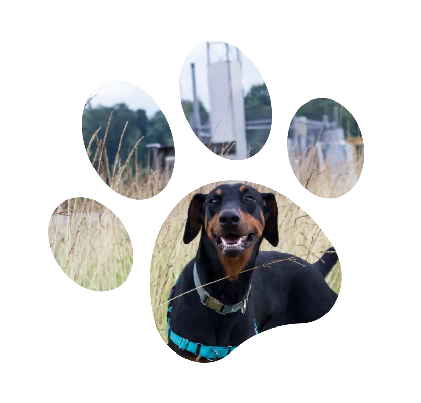 Volunteer State Doberman