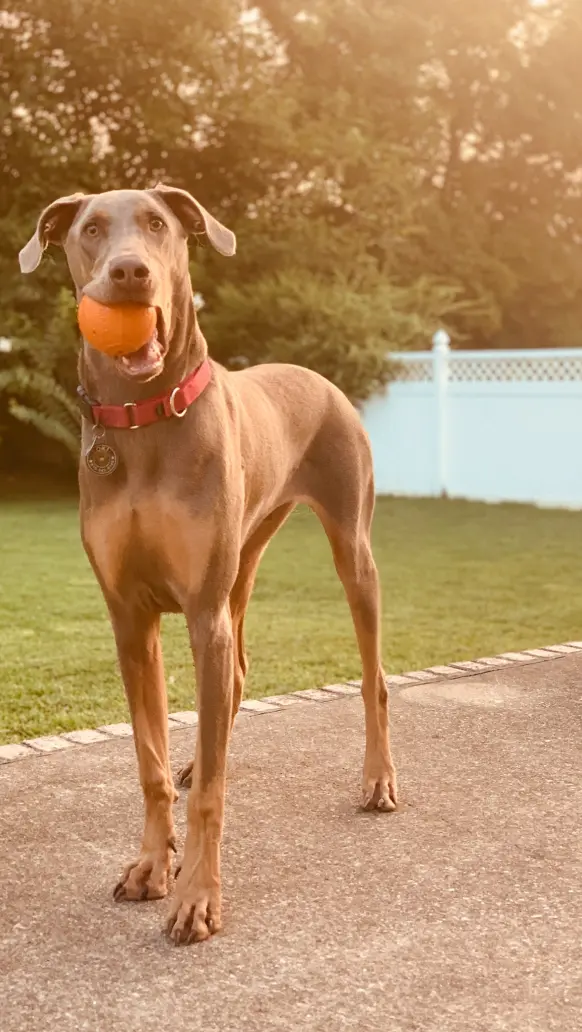 Volunteer State Doberman