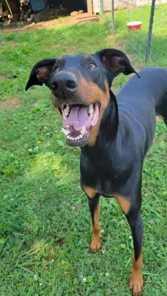 Volunteer State Doberman