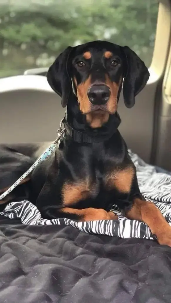 Volunteer State Doberman