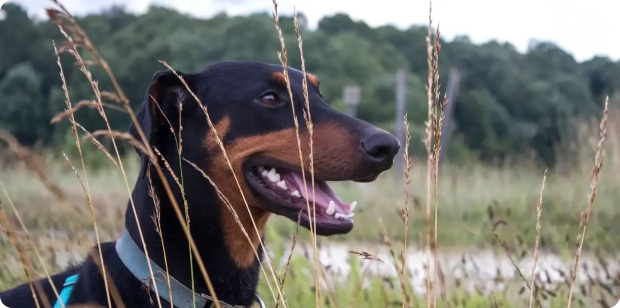 Volunteer State Doberman