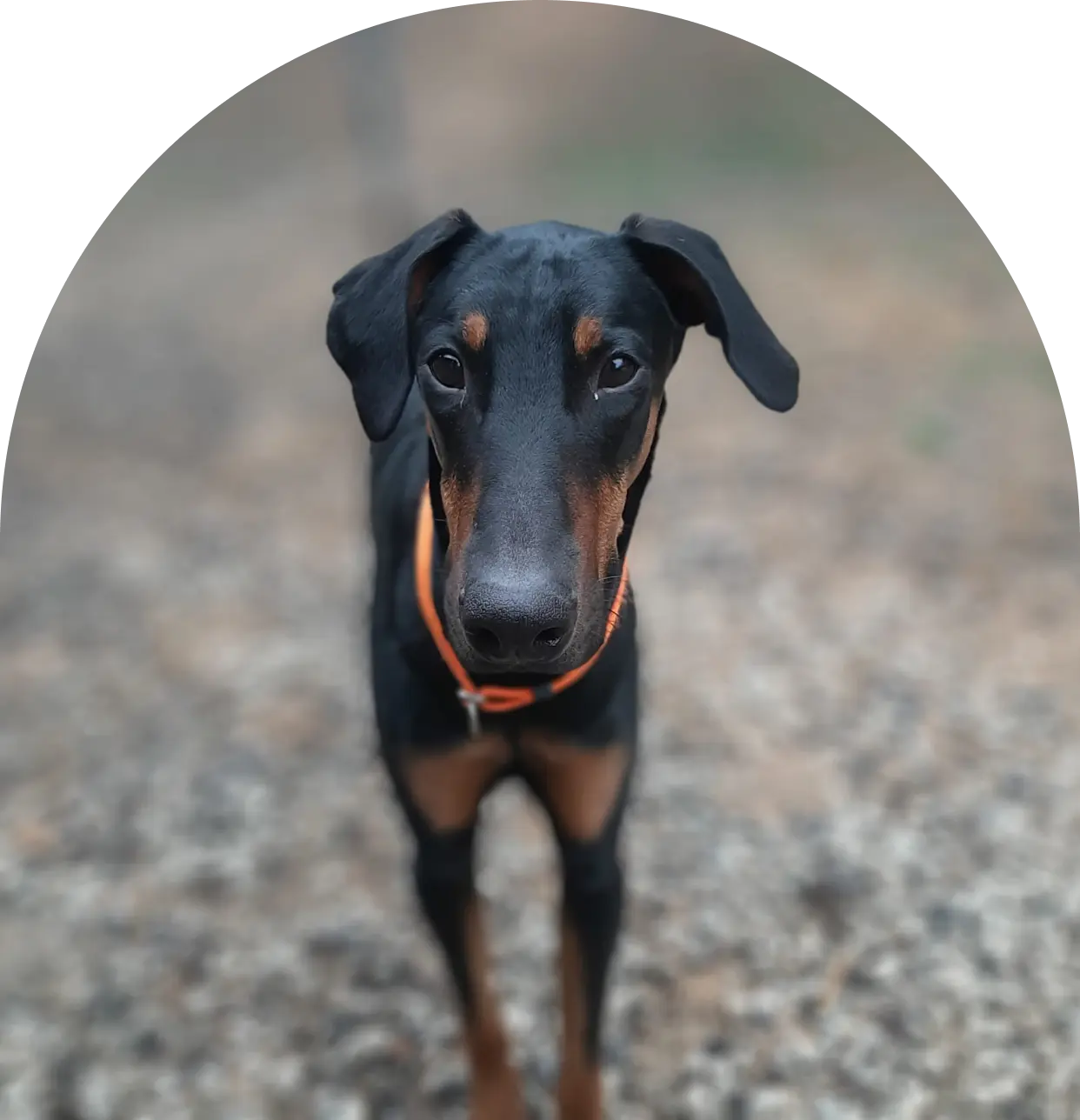 Volunteer State Doberman