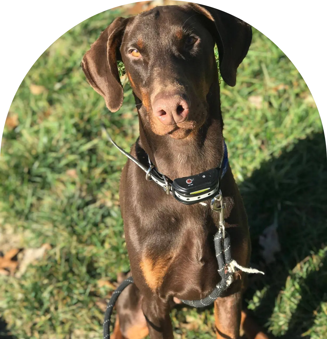 Volunteer State Doberman