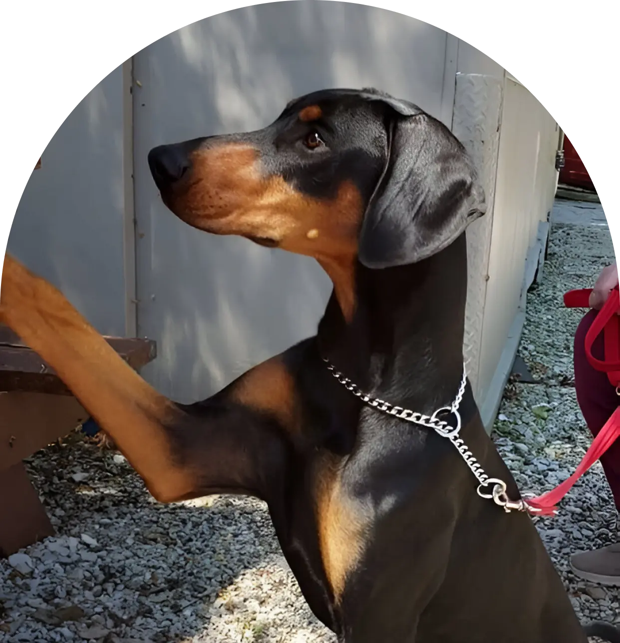 Volunteer State Doberman