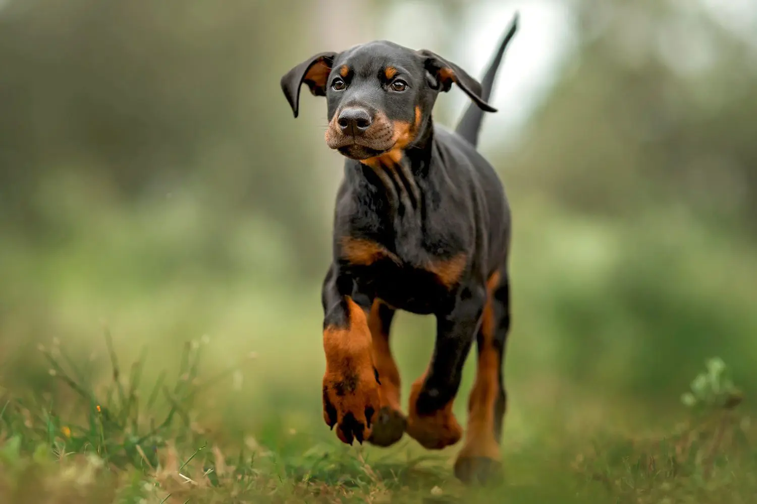 67a293f037209_doberman-pinscher-puppy-running