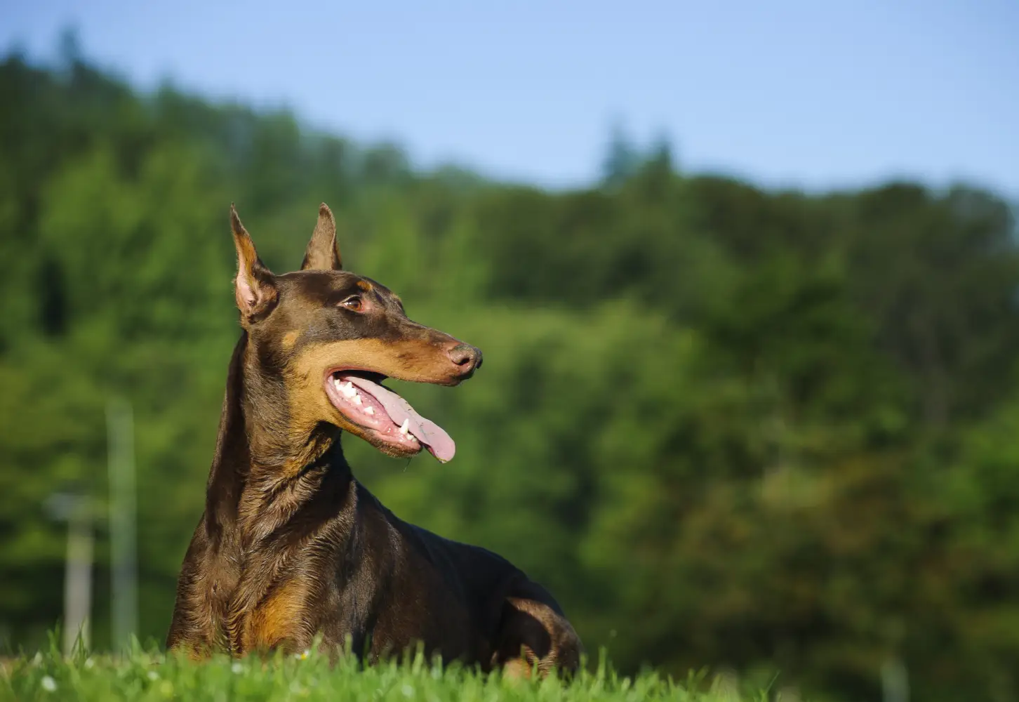 Doberman (1)