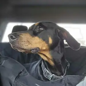 Roxy4