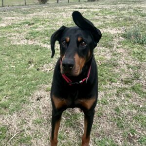 Messenger_creation_DE642AD3-EE08-4F28-BE92-247207ABE09F