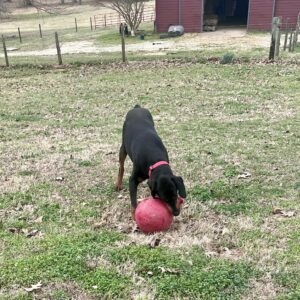 Messenger_creation_E397179E-B3BC-4D7A-9C70-2A5E230C105A