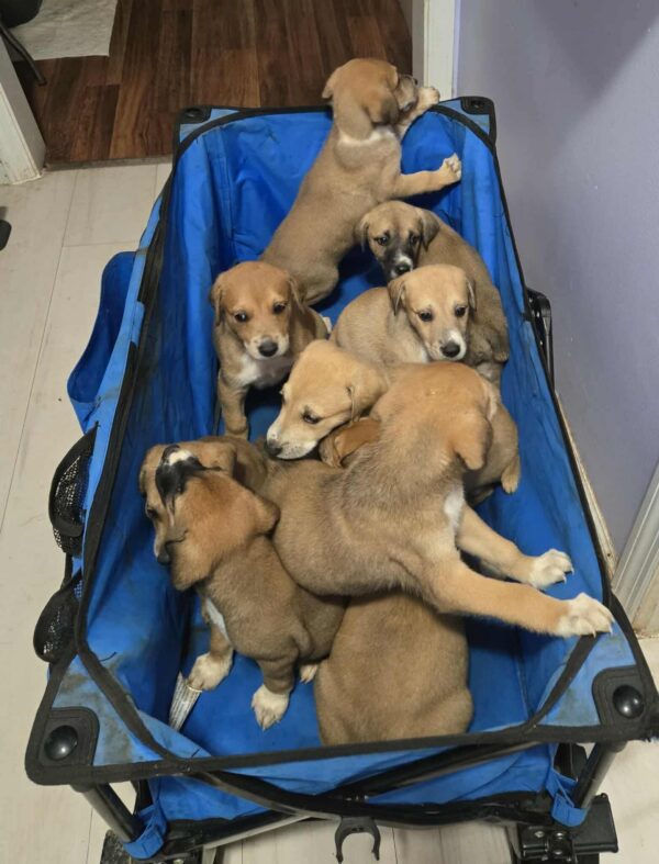 Puppies!!