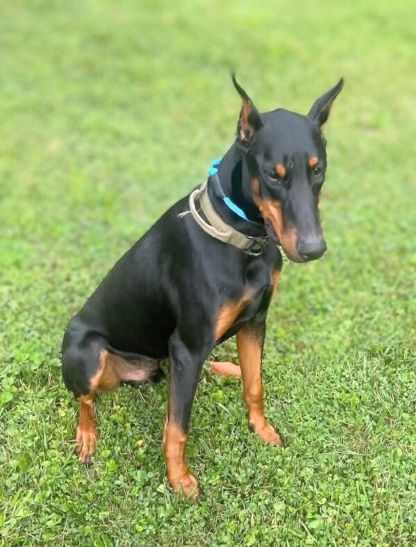 Knox